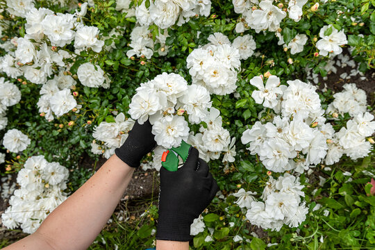 Close up of gardener hands pruning white roses in flower garden with green secateurs and black gloves