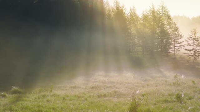 Golden Sunlight Beams Over Misty Forest Grassland