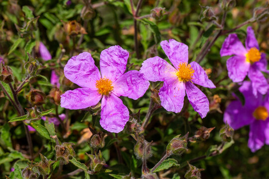 Vibrant Pink Pink Rockrose (Cistus creticus) Flowers Blooming on a Wild Shrub