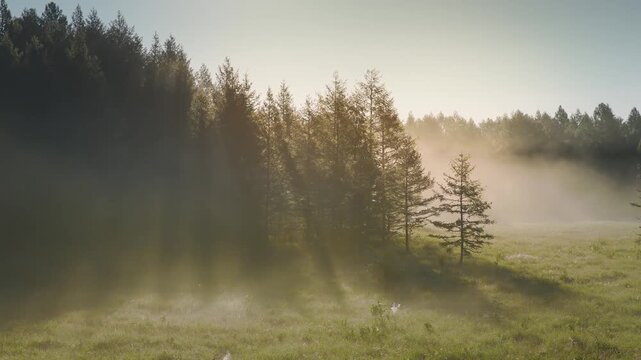Morning Mist Over Forest and Grassland