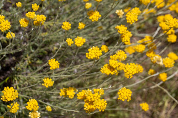 Fototapeta premium Vibrant Yellow Immortelle (Helichrysum stoechas) Flowers Blooming in wild Habitat