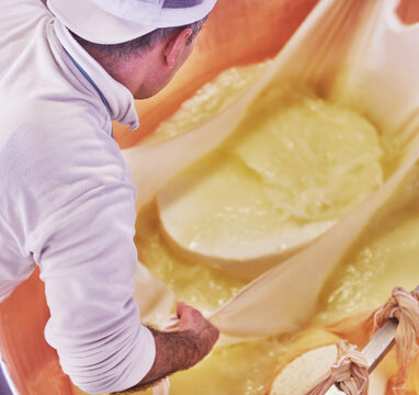 Cheesemakers lifting the freshly formed parmesan curd from a large copper cauldron, a traditional technique used in creating Parmigiano Reggiano, Parma, Italy, Europe