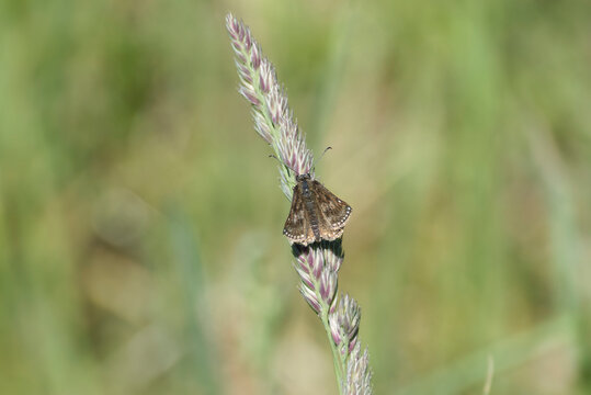Dingy skipper (Erynnis tages) butterfly sitting on a blade of grass in Zurich, Switzerland