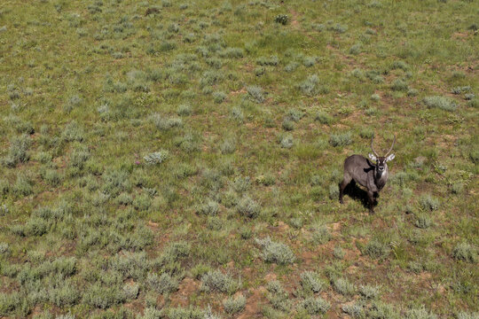 Aerial view of a waterbuck standing in the green savanna with scattered shrubs under bright sunlight Waterberg District Municipality, Limpopo, South Africa.