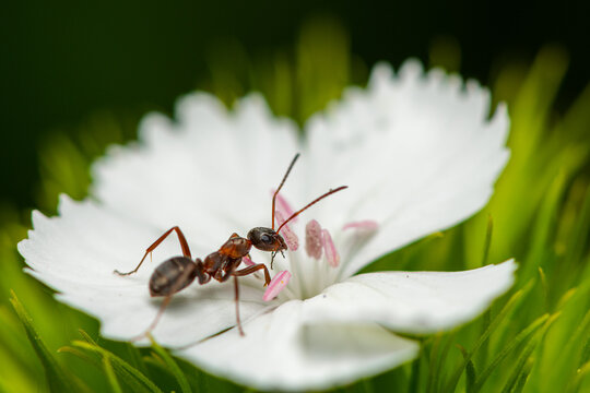Red wood ant Formica rufa explores white pink garden carnation flower