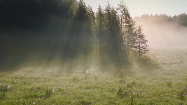 Sunbeams Streaming Through Misty Forest Meadow