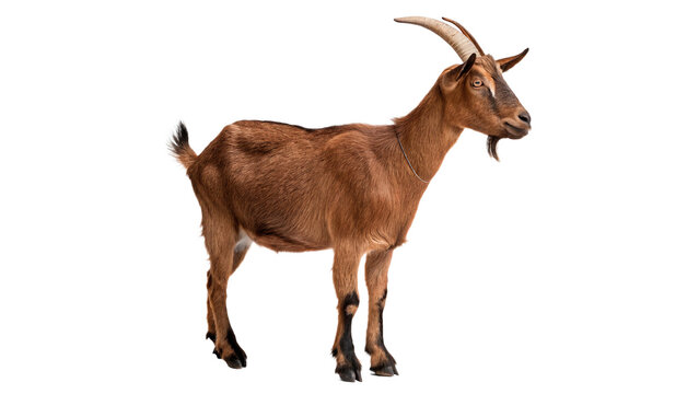 A domestic brown horned goat animal standing side view profile isolated on transparent background cut out