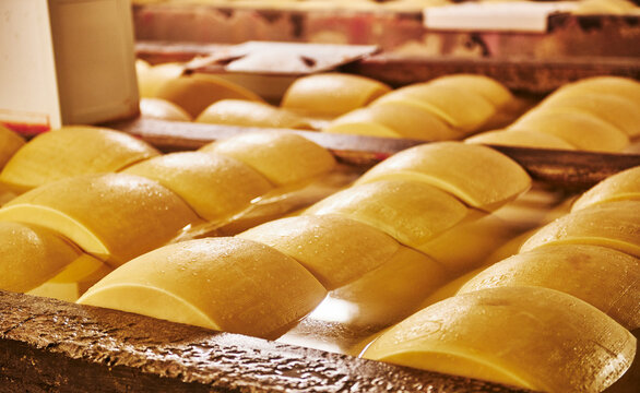 Parmigiano Reggiano cheese aging in large baths to absorb salt, typically lasting 20 to 25 days.