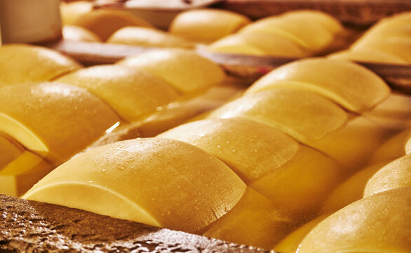 Parmigiano Reggiano cheese aging in large baths to absorb salt, typically lasting 20 to 25 days.