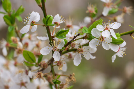 Close-up of delicate white flowers of fruit tree with soft bokeh background in spring