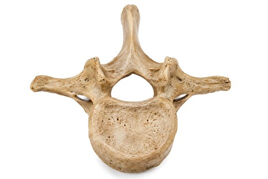 Human lumbar vertebra bone isolated on white background, realistic 3D illustration of spinal column anatomy, medical science education concept