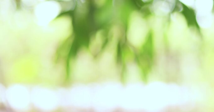 Abstract green nature bokeh background with soft focus and natural light, ideal for eco themes, presentations, wellness, and backdrops
