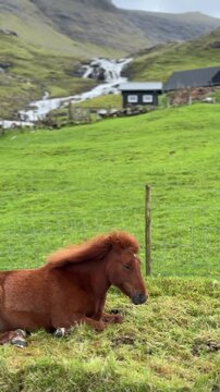 Faroe pony lying down and resting on green grass in the Faroe Islands