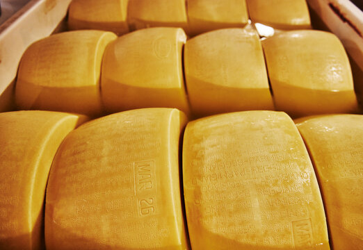 Parmigiano Reggiano cheese aging in large baths to absorb salt, typically lasting 20 to 25 days, Parma, Italy, Europe