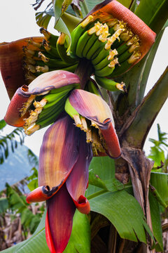 A detailed close-up shot of a banana flower and young green fruits emerging on a tree.