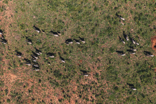 Aerial view of a herd of wildebeest grazing on the green grass and red soil of the savanna, Waterberg District Municipality, Limpopo, South Africa.