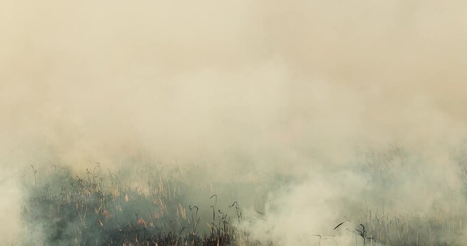 Agricultural field burning producing heavy smoke and air pollution, representing PM2.5 crisis, fire, environmental damage, climate change impact, global warming, and ecological concern