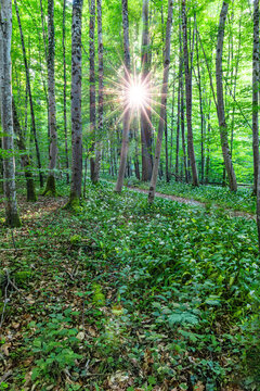 Afternoon sun shines through the forest full of flowering wild bear garlic leek (Allium ursine) on the wildness park in the Sihlwald, Zurich, Switzerland