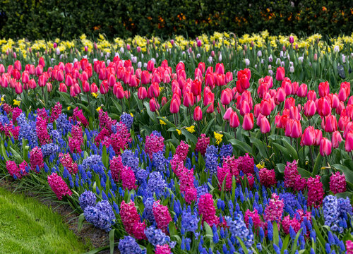 colorful tulips and hyacinths blooming in a garden