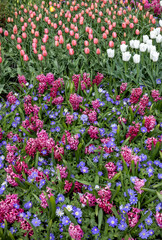 Fototapeta premium Blue Shades Anemones and Pink Pearl Hyacinths blooming in a garden