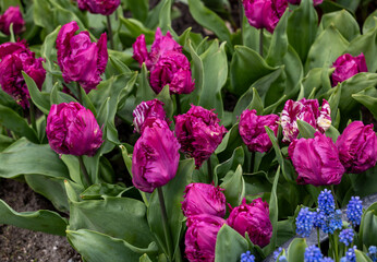 Obraz premium purple tulips blooming in a garden