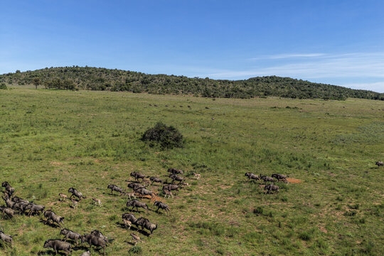 Aerial view of a herd of wildebeest running across the green savanna landscape with rolling hills under a clear blue sky Waterberg District Municipality, Limpopo, South Africa.