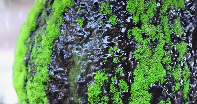 Fresh green moss on wet rock with flowing water. Natural relaxing texture background ideal for nature, spa, wellness, ecology, and meditation content