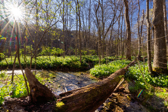 Spring Bluebells in Missouri Forest 