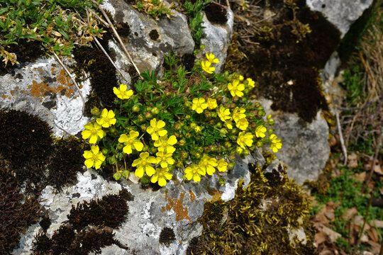 Fr&uuml;hlings-Fingerkraut; Potentilla neumanniana; spotted cinquefoil;