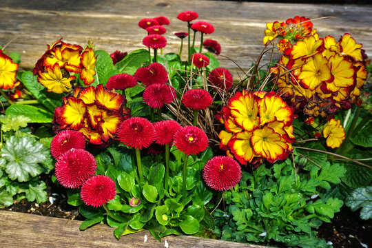 Blumenarrangement mit Gaensebluemchen (Zuchtform) und Primeln; Bellis; Perennis; common daisy; primula; primerose