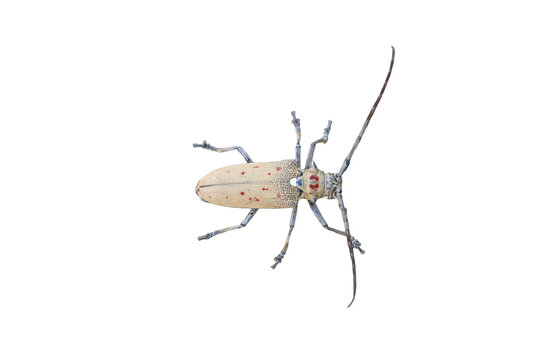 Mango Tree Borer Beetle (Batocera rufomaculata) on dark wet surface.