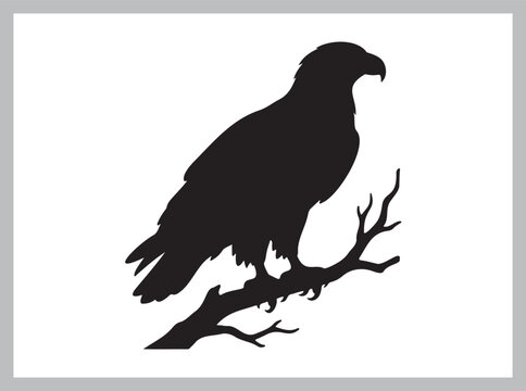Bald Eagle Perched on Bare Tree Branch Silhouette