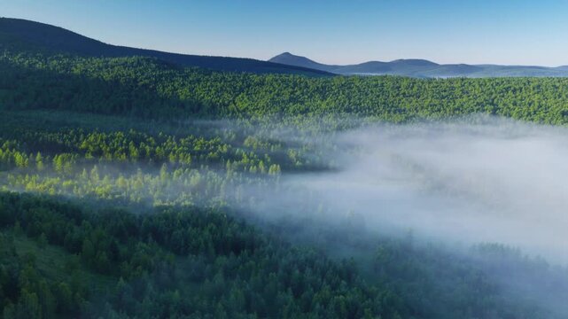 Aerial view of misty forest valley at dawn