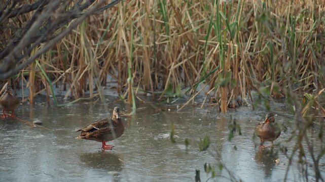 Serene wildlife capturing ducks in marshes. Solitary duck hunts prey amid quiet autumn wetlands landscape. Calm wildlife observation featuring ducks foraging in misty marshland during autumn