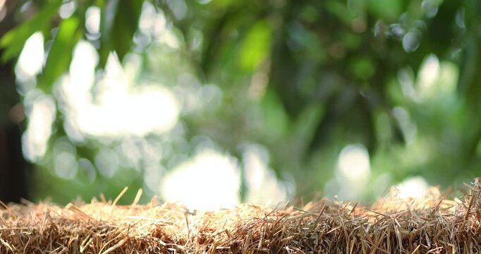 Straw stack, Hay bale in nature soft green bokeh background and sunlight, for natural product display copy space, agriculture, organic themes and natural backdrop