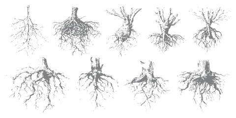 Hand drawn sketch style tree stumps with deep complex roots vector illustration set for nature design concepts. © Artful