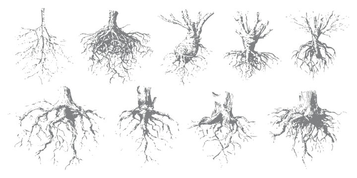 Hand drawn sketch style tree stumps with deep complex roots vector illustration set for nature design concepts.