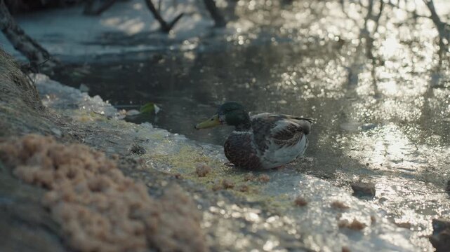 Mallard shore snatcher pecking at bread, male mallard snatching scattered crumbs from icy bank, iridescent head catching sunlight, water reflections, energetic feeding behavior, playful winter wetland
