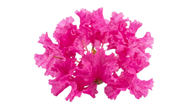 Vibrant Pink Crepe Myrtle Flower Cluster Against a White Background