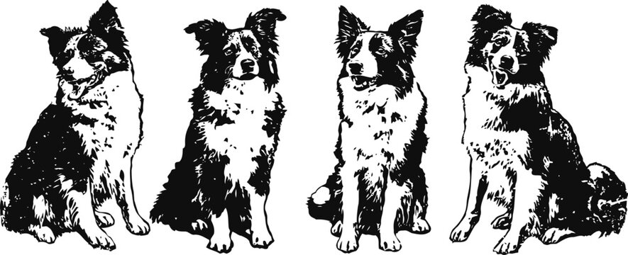 loyal border collie dogs sitting silhouettes, black and white vector dog illustrations