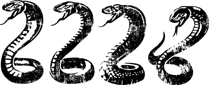 illustrations of four black and white vintage cobras in various poses with raised hoods