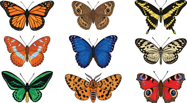 Colorful butterfly vector collection featuring realistic monarch, swallowtail, and peacock species for nature posters, wildlife education, and exotic garden designs.