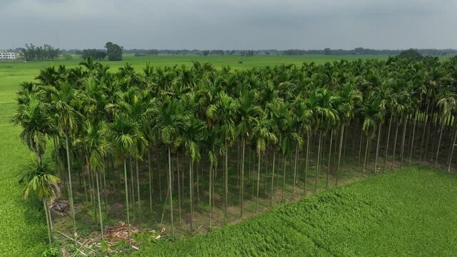 Aerial view of areca nut palm tree plantation