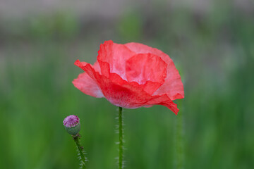 Fototapeta premium Red Poppy Flower with Soft Green Bokeh