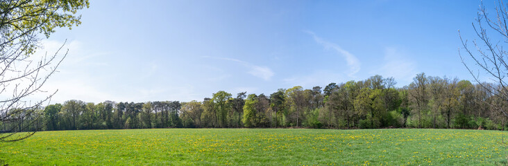 Spring Landscape with Dandelions in Winterswijk © Robert de Jong