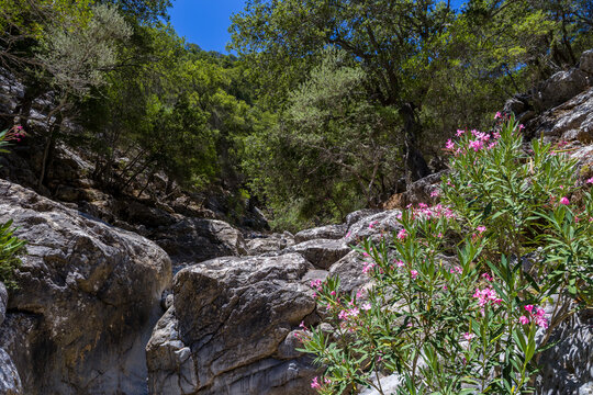 Natural landscape of a deep limestone gorge with summer vegetation and flowers