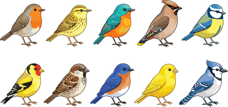 Colorful songbird collection featuring robin, sparrow, canary and blue jay isolated bird vector illustration set