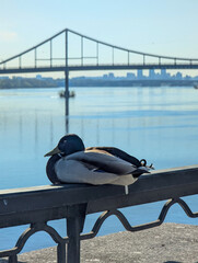 Fototapeta premium Duck on the river embankment in spring. A bird sits on the parapet, watching the morning dawn from the railing. A calm, lazy contemplation of nature. A fresh warm mood.