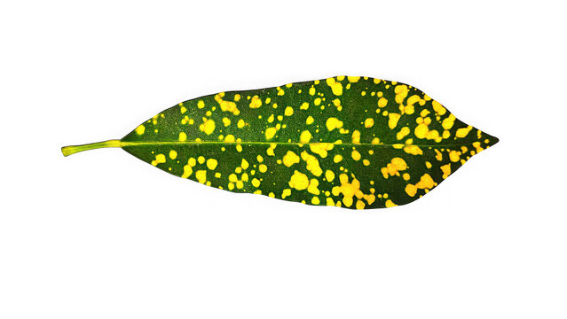 Variegated croton leaf with green and yellow pattern