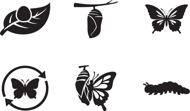 Butterfly life cycle stages vector showing metamorphosis from caterpillar to adult butterfly.